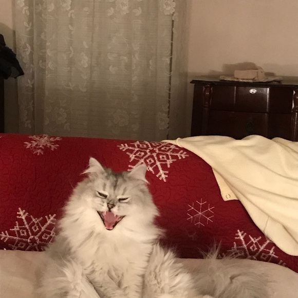 Meet your Posher, Shirley - Picture 1 of 1